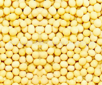 批發精選大豆 無污染、營養豐富的健康選擇