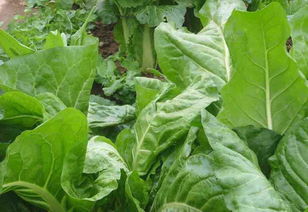 綠意盎然的餐桌 常見蔬菜圖鑒與種植欣賞