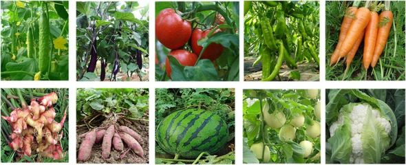 無毒更高效！富朗防線護根菌劑 守護水果種植的綠色革命